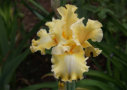 Silent Screen Star, Ghio 2005, Height 35”, Höhe 89 cm