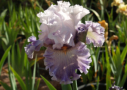 Lavender Breeze, Johnson 2019, Height 36”, Höhe 91 cm