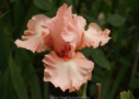 Austar Pink, Grosvenor 2002, Height 38”, Höhe 96 cm