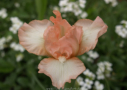 Blushing Diamond, Johnson 2017, Height 10”, Höhe 25 cm