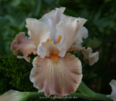 Debbitt,  Bianco 2016, Height 36”, Höhe 90 cm