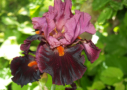 Fiery Temper, Keppel 2000, Height 36”, Höhe 91 cm