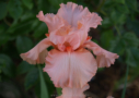 Pink Avenue,  Schick 2004, Height 36”, Höhe 91 cm