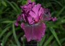 Purple Serenade,  Schreiner 2005, Height 37”, Höhe 94 cm