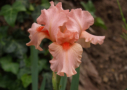 Portland Pink, Black 2015, Height 15”, Höhe 38 cm