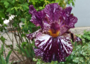 Peggy Anne, Sutton 2006, Height 36”, Höhe 91 cm