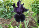 Sambuca,  Johnson2001, Height 38”, Höhe 97 cm